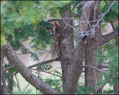 3372 Eastern Screech-Owl red morph.jpg