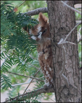 3374 Eastern Screech-Owl red morph.jpg