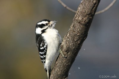 Downy Woodpecker female 448.jpg