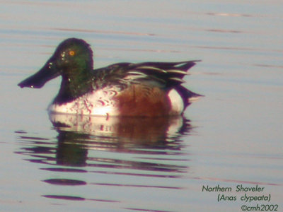 Northern Shoveler DSCN4910.jpg