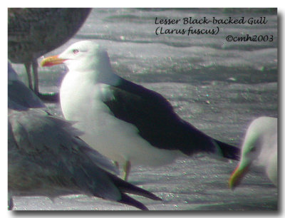 Lesser Black-backed Gull DSCN6310.jpg