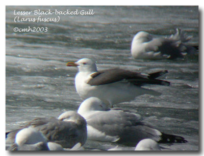 Lesser Black-backed Gull DSCN6337.jpg