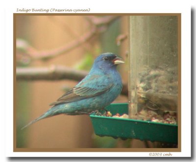 Indigo Bunting w DSCN7141.jpg