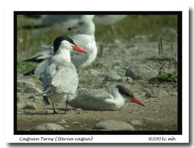 Caspian Tern adult and juvenile 8604.jpg