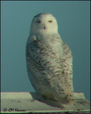 0020 Snowy Owl.jpg