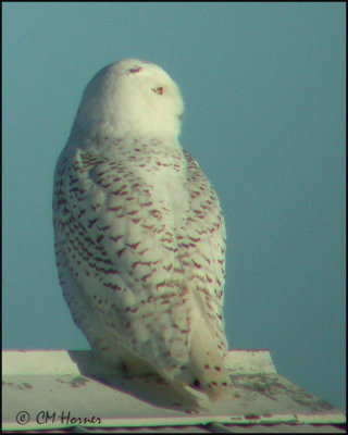 0037 Snowy Owl.jpg