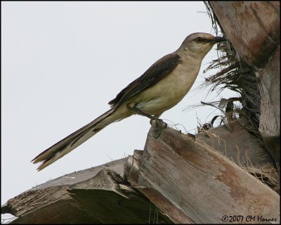 6148 Tropical Mockingbird.jpg