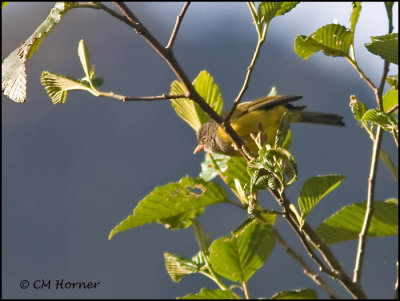 9412 Gray-hooded Bush-Tanager