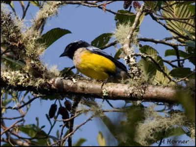 9416 Buff-breasted Mountain-Tanager