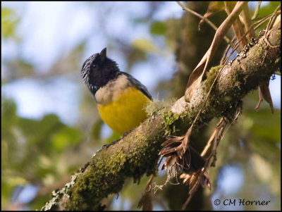 9422 Buff-breasted Mountain-Tanager