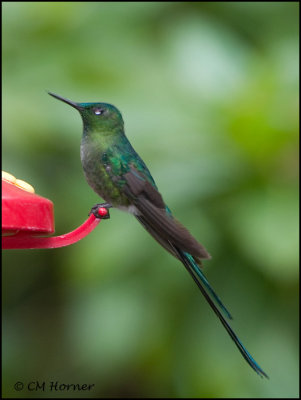 9447 Long-tailed Sylph