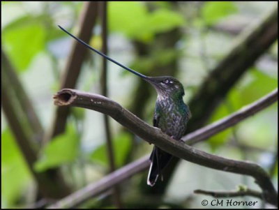 9464 Sword-billed Hummingbird female