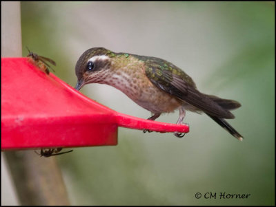 9465 Speckled Hummingbird