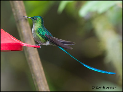 9477 Long-tailed Sylph