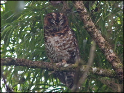 9489 Rufous-banded Owl