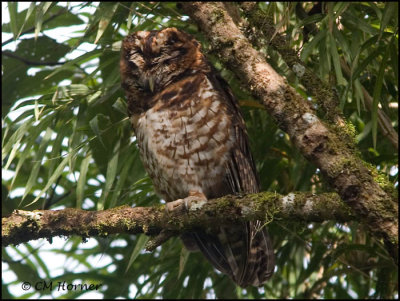 9526 Rufous-banded Owl