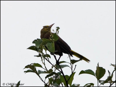 9555 Russet-backed Oropedola