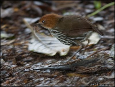 9572 Chestnut-crowned Antipitta