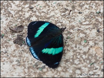 9584 Butterfly id