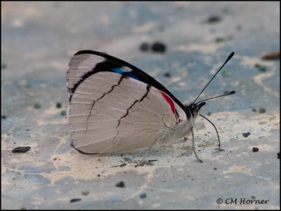 9589 Butterfly id