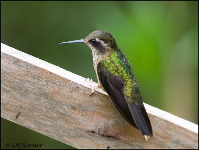 9594 Speckled Hummingbird