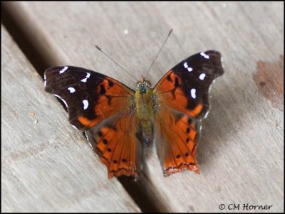 9597 Butterfly id