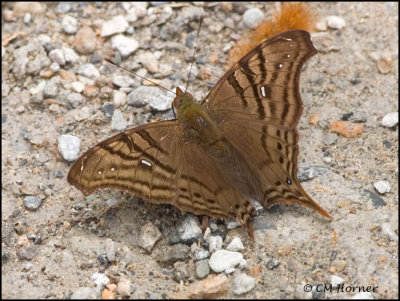 9616 Butterfly id