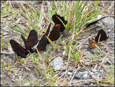 9626 Butterflies id