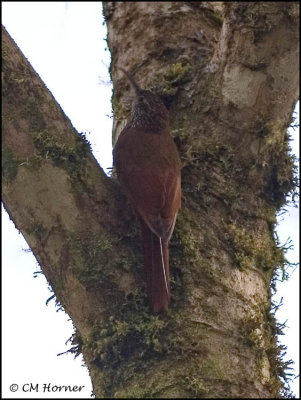 9637 Montane Woodcreeper