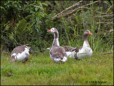 9657 Domestic Geese