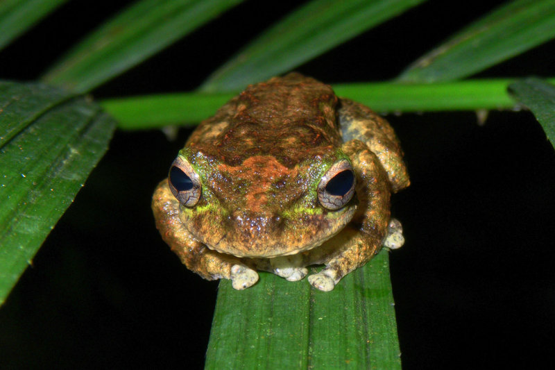 Green-eyed treefrog <i>Litoria serrata</i> IMGP0569