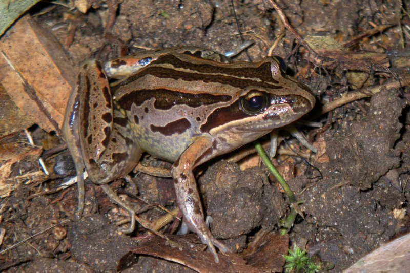 Striped marsh frog <i>Limnodynastes peroni</i> IMGP0583