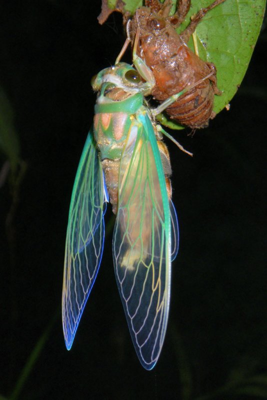 Rainforest cicada emerging paluma (IMGP0704 )