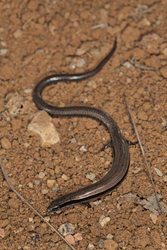 Skink, <i>Glaphyromorphus cracens</i> <p>IMG_0834