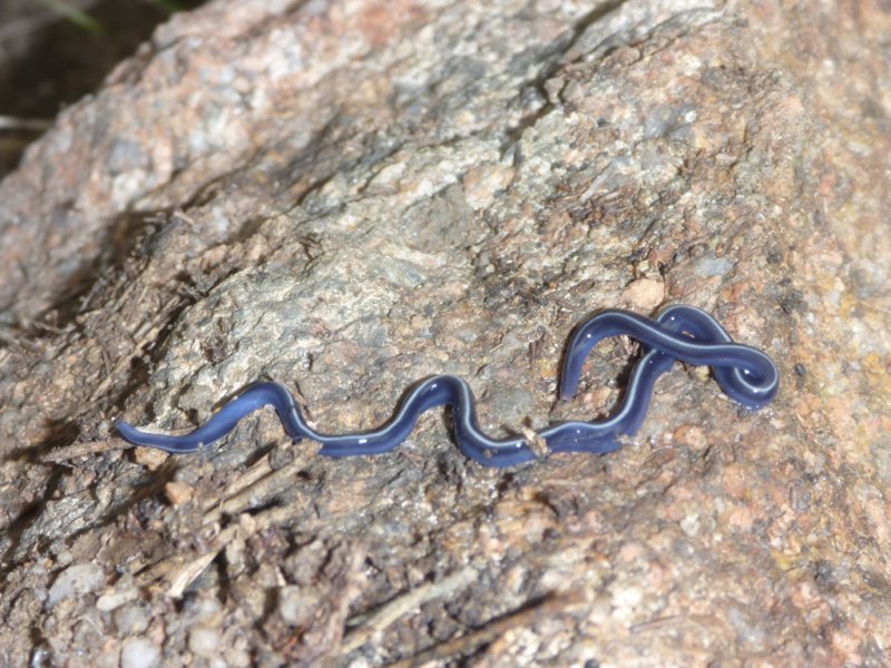 Giant terrestrial flatworm<p>P1000897