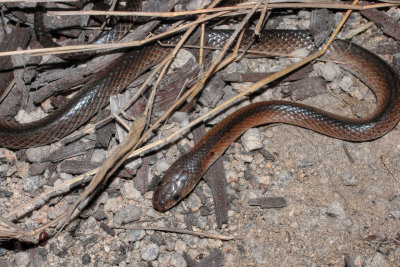 Black-striped snake, <i>Cryptophis nigrostriatus</i> R0014205