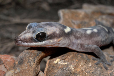 Juvenile ocellated velvet gecko, Oedura monilis R0014365