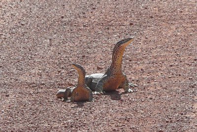 Two Yellow-spotted monitors, <i>Varanus panoptes</i>, near Captain Billy Landing  (P1000403)