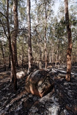 Rocks revealed by fire in Casuarina forest (DSC_0969)