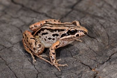 Juvenile frog, Limnodynastes peroni (DSC_1116)