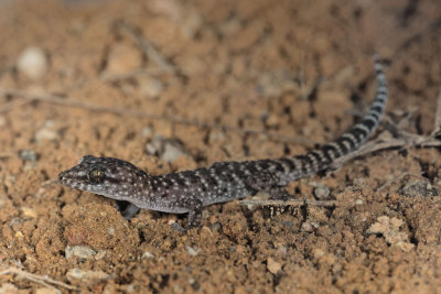 Bynoes Gecko, <i>Heteronotia binoei</i><p>IMG_0854