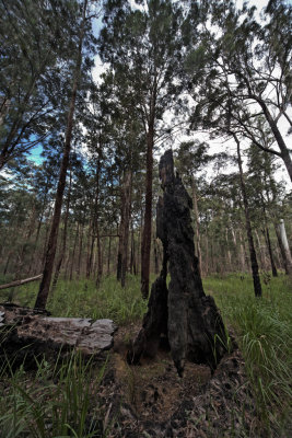 Burnt out rose gum,  Eucalyptus grandis  IMG_0612