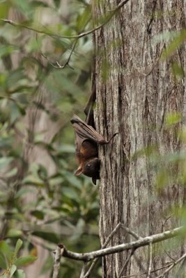Sleeping little red fruit bat near site 3IMG_0632