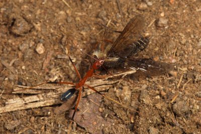 Ant carrying march flyIMG_0714