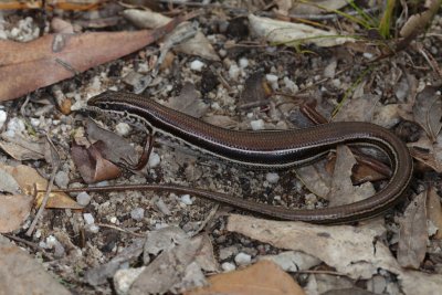 Skink, Ctenotis terrareginaeIMG_0733