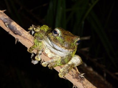 Australian frogs
