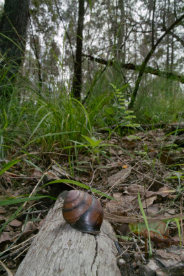Land snail<p>SDIM0530