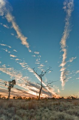 Dead tree and sunset DSC2055