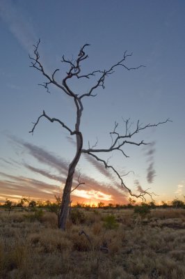 Dead tree against sunset DSC2091