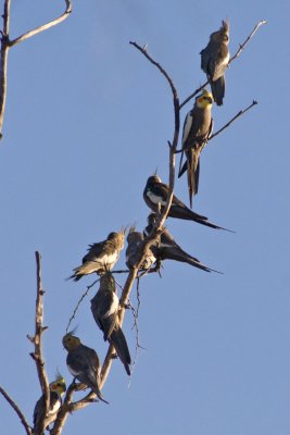 Flock of cockatiels in tree DSC2261